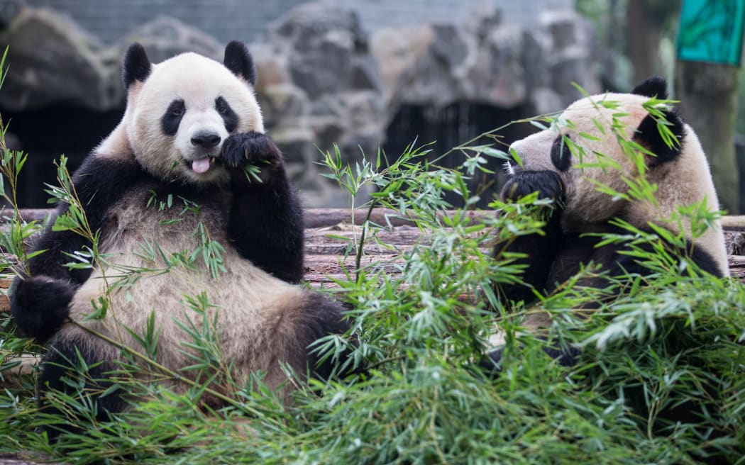 Giant panda twins Chengda and Chengxiao enjoy bamboo at the Hangzhou Zoo in Hangzhou city, east China's Zhejiang province, 14 August 2015.
Giant panda twins Chengda and Chengxiao celebrated their fourth birthday at the Hangzhou Zoo in Hangzhou city, east China's Zhejiang province, 14 August 2015