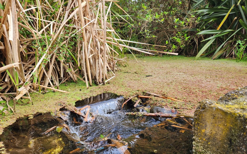 The wetland removes most nitrates from the water leaving the farm