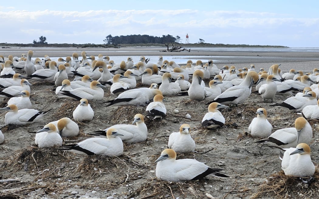 Tens of white seabirds with yellow heads and black tails sit on mounds of sand clustered together into a dense colony. A mudflat is visible behind them, with some trees and a lighthouse far off in the distance.