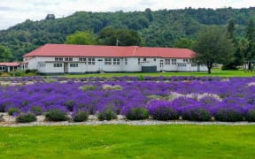 Lavender Flag in Reefton