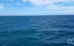 Business as usual for Kaikoura whale watchers