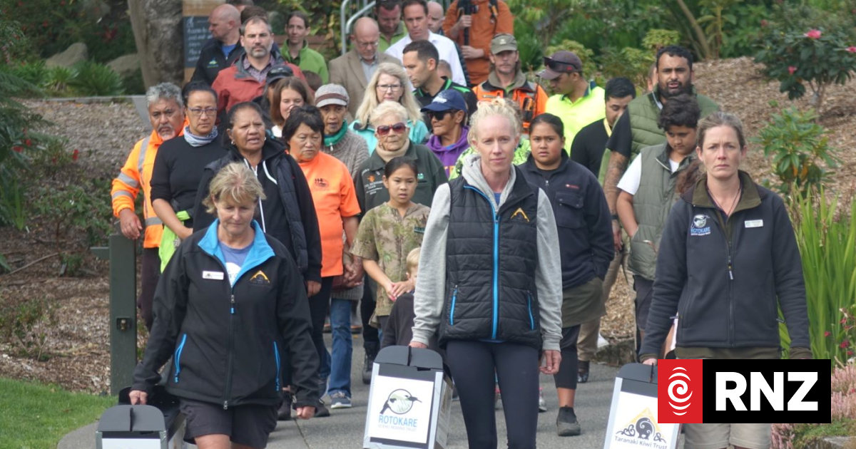 Six kiwi released at Kaitake range in conservation milestone | RNZ