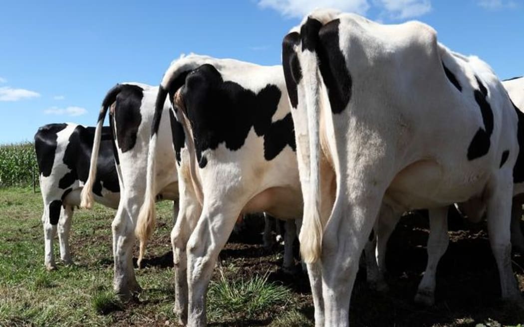 Cows in a paddock facing away. Methane. Greenhouse gas. Agriculture.