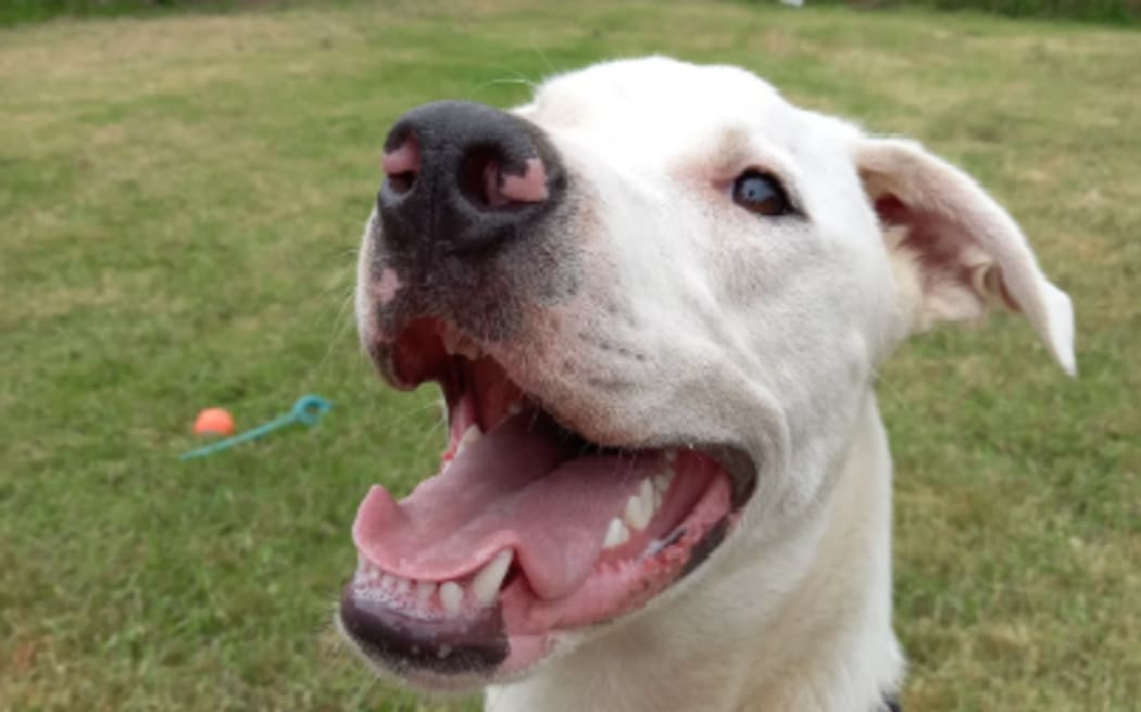 Polar the dog is available for adoption at SPCA Kerikeri