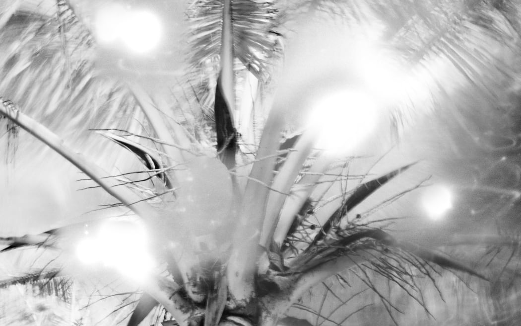 Guam palm tree.