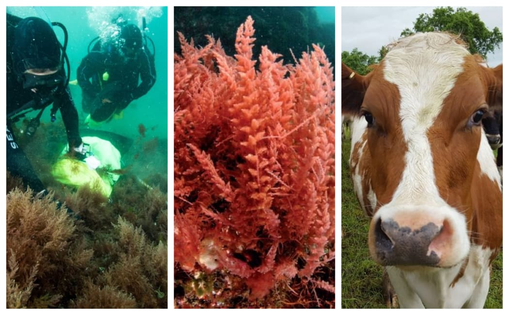 Asparagopsis armata - the methane-busting seaweed