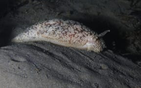 Grey side-gilled sea slug