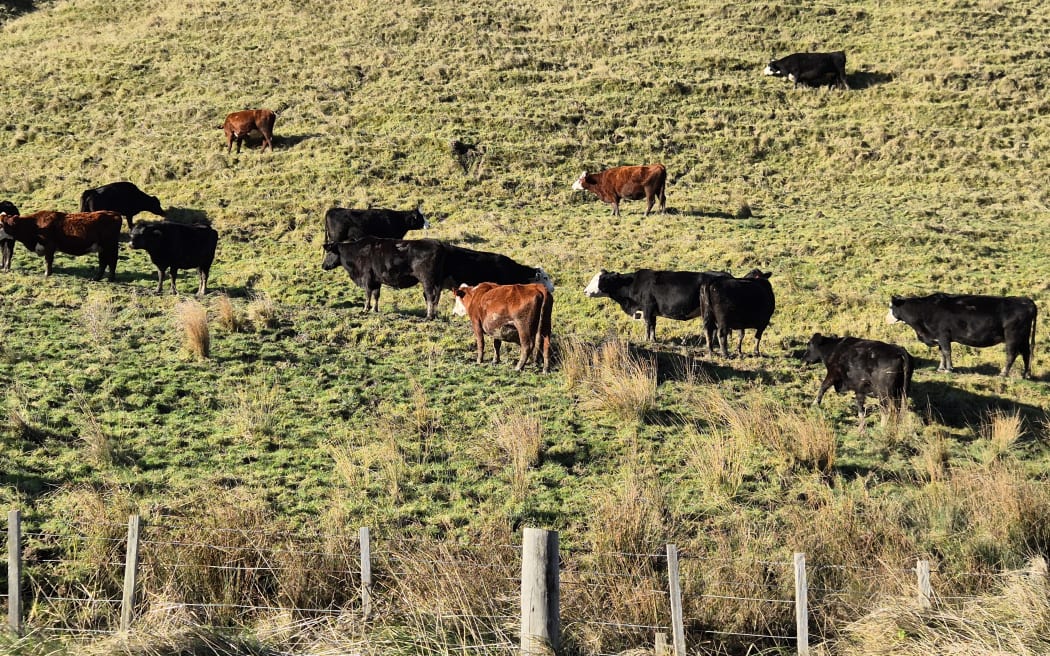 The East Coast saw strong bull sales in July, a boost for the region's many sheep and beef farmers.