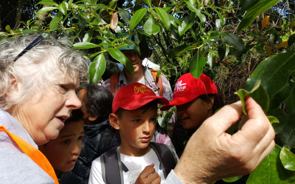 Pam Cromarty and students identify a Coprosma plant in a Stokes Valley reserve.