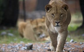 Lions at Christchurch's Orana Wildlife Park.