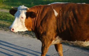 Cow