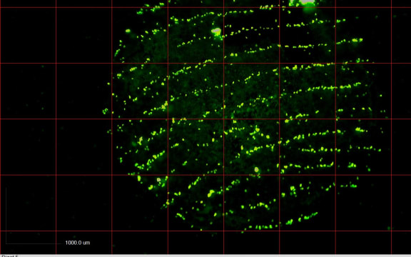 A fluorescent dye highlights DNA left on a fingerprint.