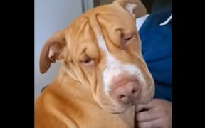 One of the dogs Kāinga Ora says the family is not allowed to have.