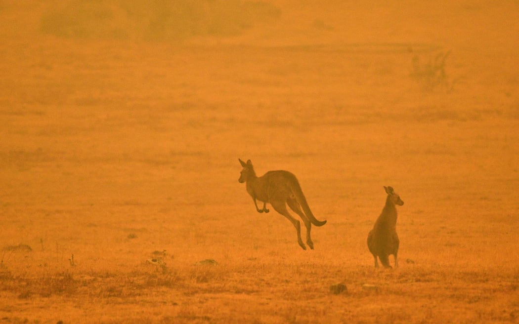 A kangaroo jumps in a field amidst smoke from a bushfire in Snowy Valley on the outskirts of Cooma