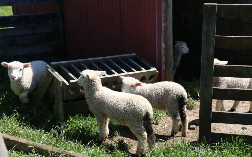 Kaihoka Farm