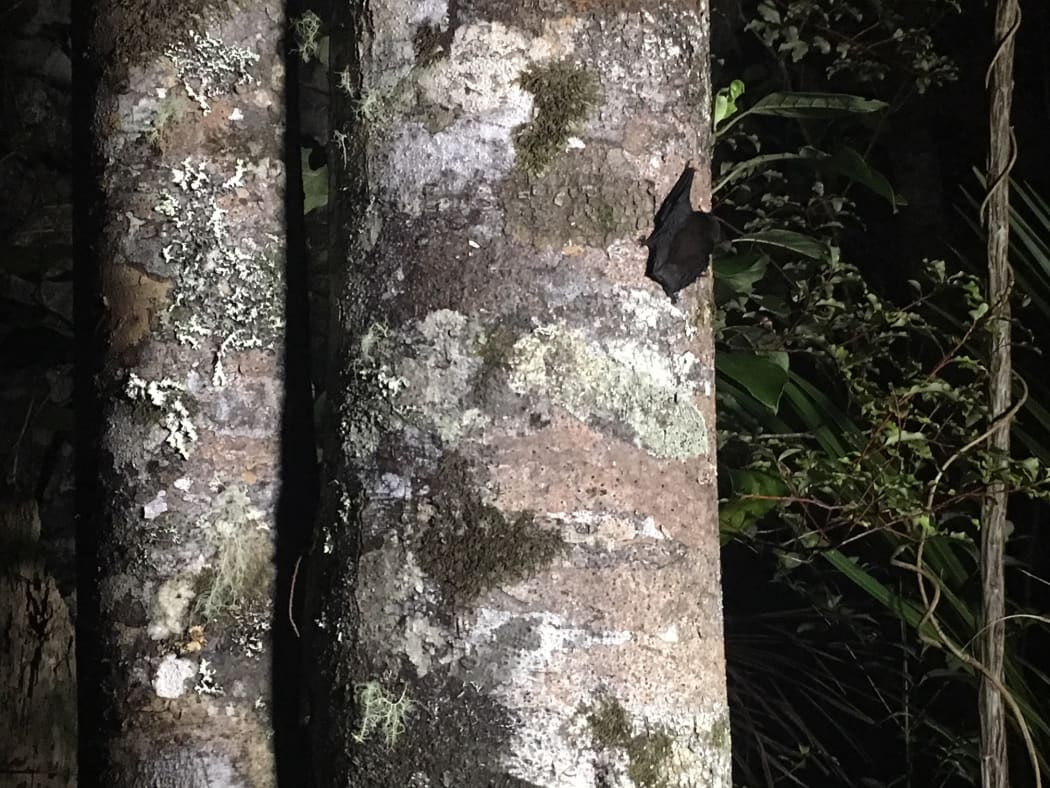 A long-tailed bat is freed to a kauri tree after being trapped and tagged by researchers.