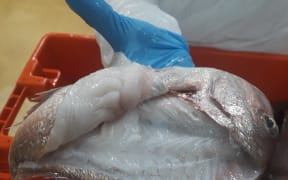 image of White flesh of a fish with the syndrome