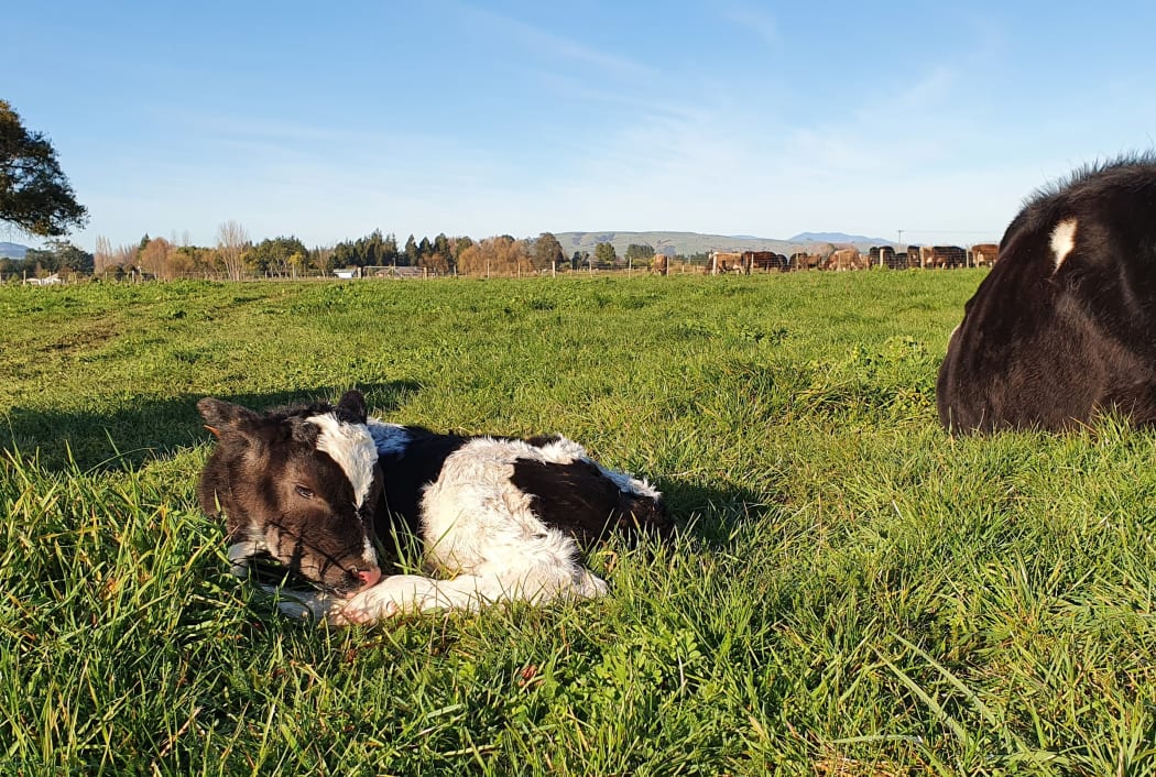 A newborn calf