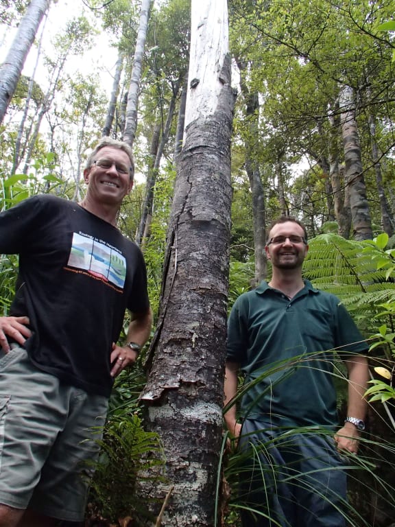 Bruce Burns and George Perry are interested in the ecology and long-term change of New Zealand forests. They are standing next to a kauri tree infected with PTA or kauri dieback.
