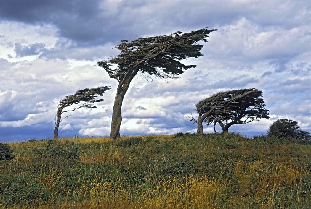 Bent flag trees in Argentina