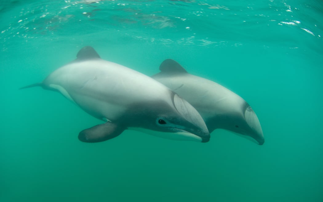 Hector's dolphins at Akaroa.