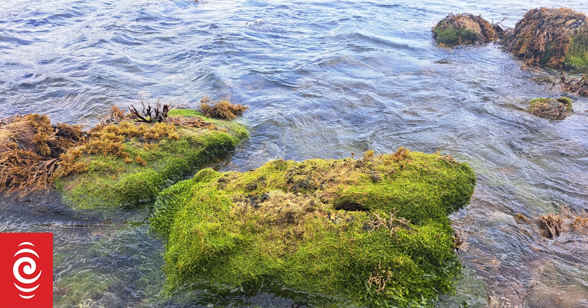 Magazine - Aotearoa Oceans
