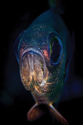 A close-up of a fish's face looking front-on into camera. The fish has big dark eyes and a downturned mouth, with skin that is silvery and luminscent. The back-end of the fish is obscured by the dark black water.