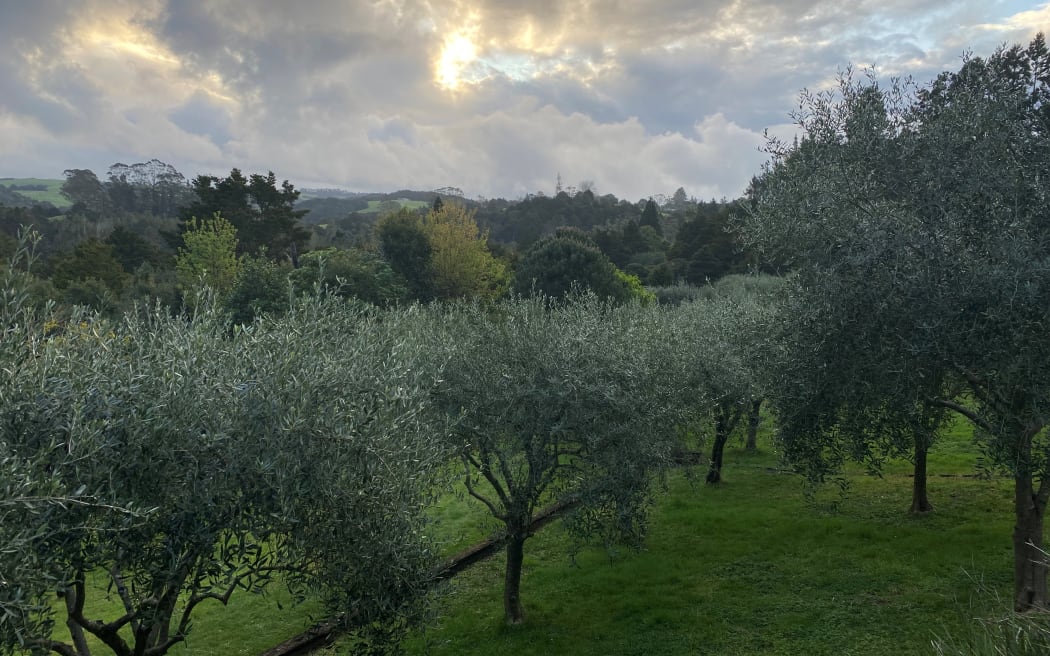 The olive grove at Puekti Olive Farm.