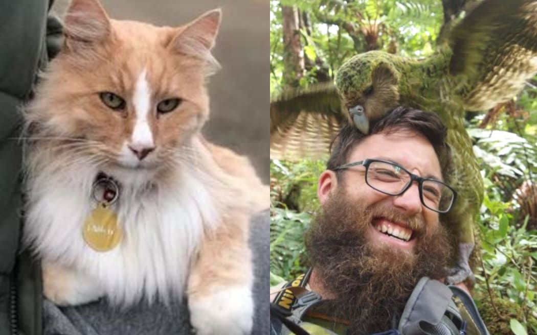 On the left, Mittens the cat sits on someone's lap. He has a golden collar. He is looking aloof. On the right is an image of Sirocco the kākāpō trying unsuccessfully to mate with a man's head. The man is laughing.