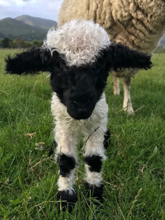 One of the Swiss Valais Blacknose lambs born in NZ.