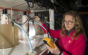 PhD student Valeria Mobilia uses a hand-held turbidity meter to check that suspended sediment concentrations are correct in an experiment run at NIWA.