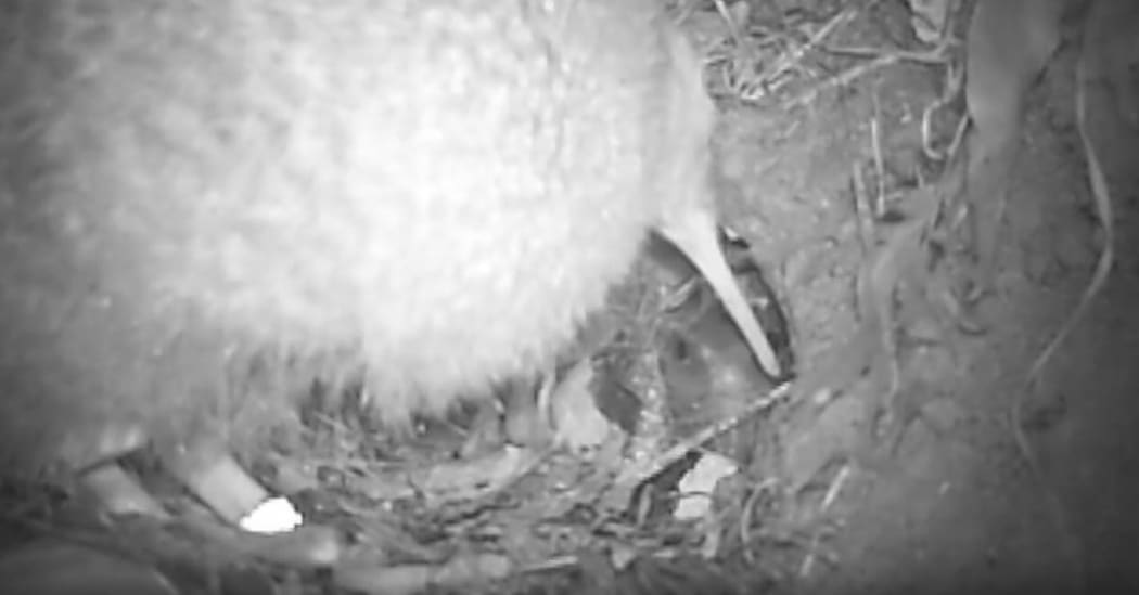 Tuatara v Kiwi at the Zealandia ecosanctuary