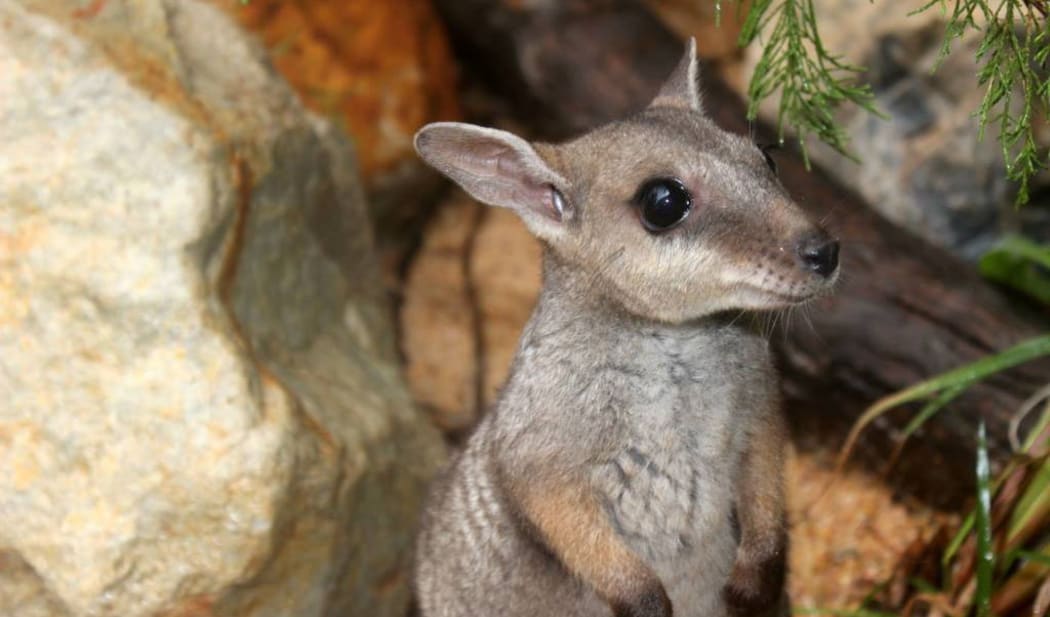 The nabarlek or pygmy rock wallaby is the second smallest wallaby species and is very rare on mainland Australia. This is Norbit, the only nabarlek in captivity, at the Territory Wildlife Park.
