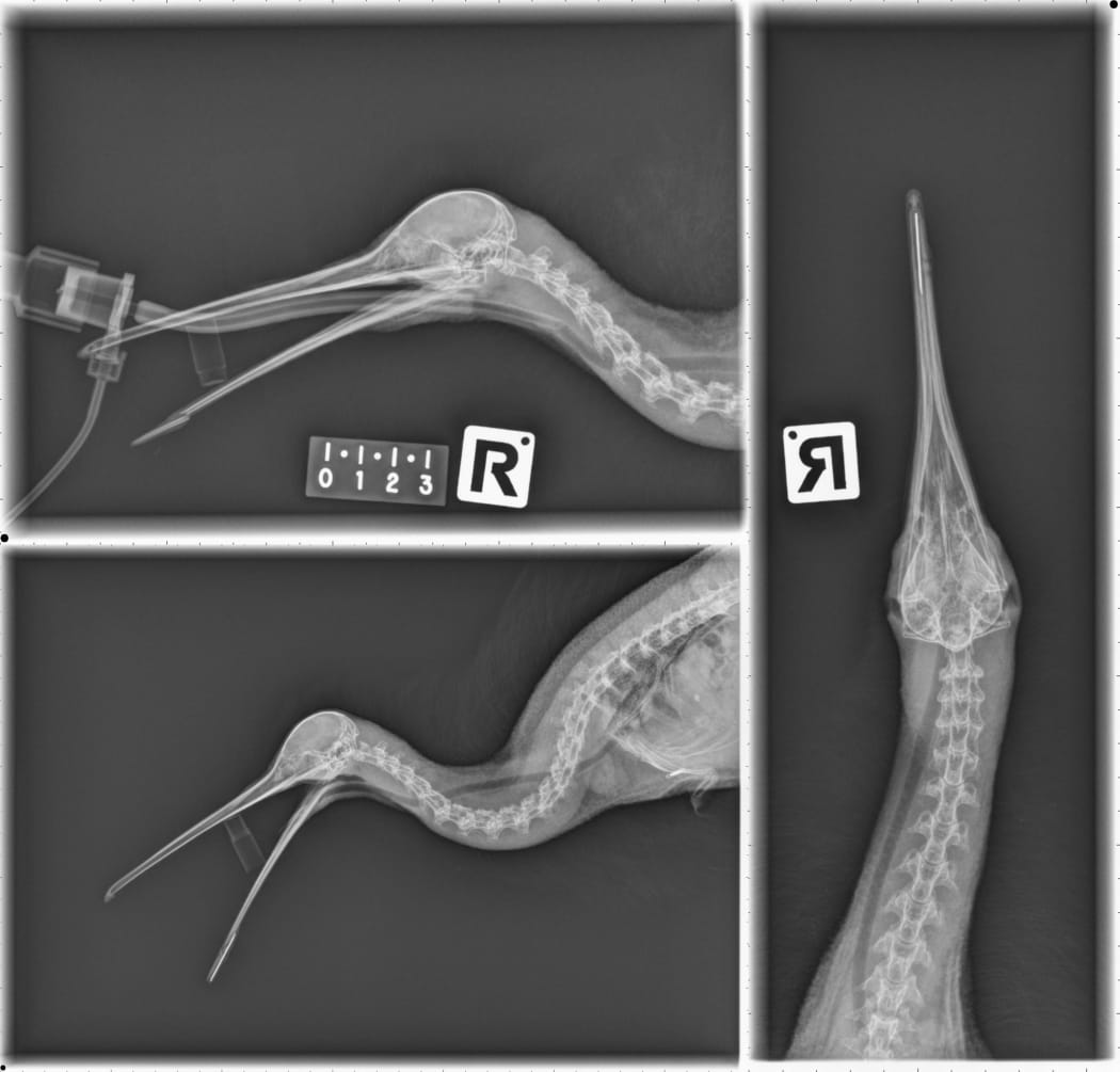 These X-ray images show how the Wildbase vets used a hypodermic needle as a splint to fix the kiwi's broken bill tip.