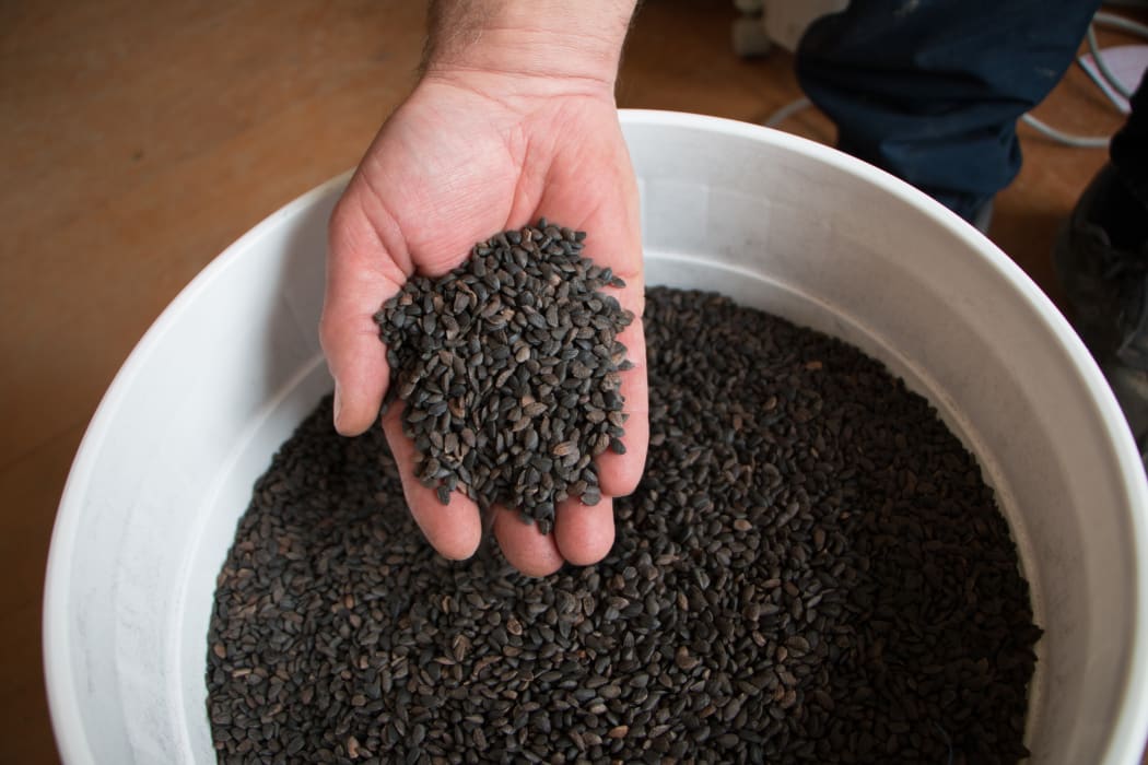 Radiata pine seeds at Murray's Nurseries, Woodville. The new growing season begins this month.
