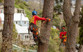 Work to remove trees from a slip in Nelson