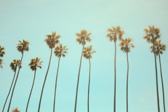 Palm trees (Photo by Julian Howard on Unsplash)