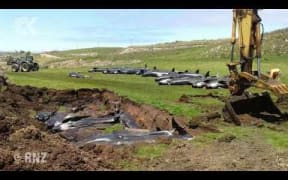 51 whales dead after mass stranding on Chatham Islands