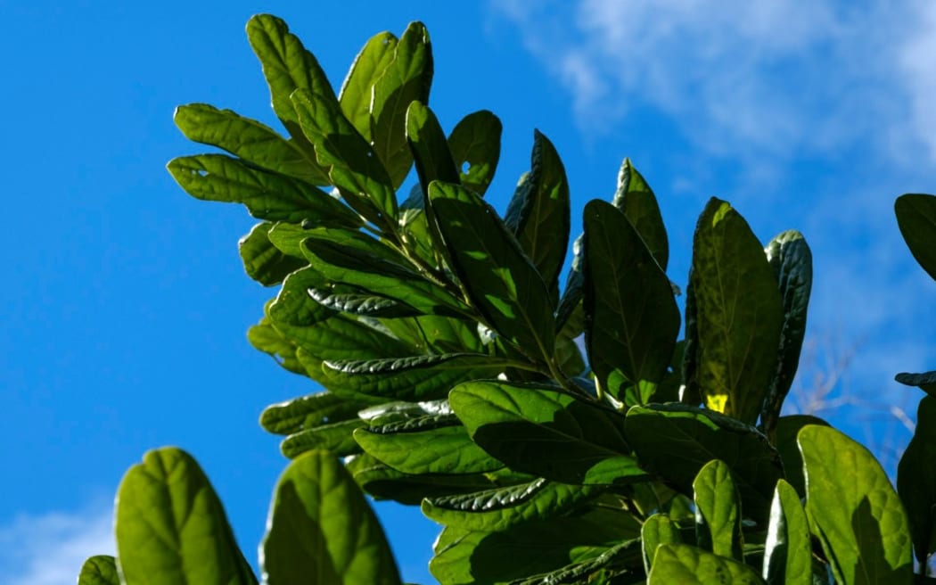 A close-up of new growth on one of the world's rarest trees, the Kaikōmako Manawa Tāwhi (Pennantia baylisiana).