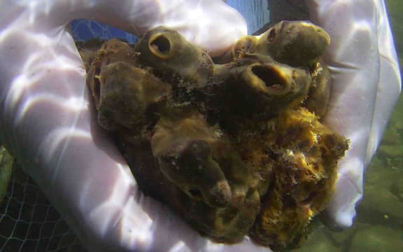 New Zealand sea sponge