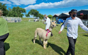 One of the winners in the alpaca competition at the A & P Grounds on 12 November.