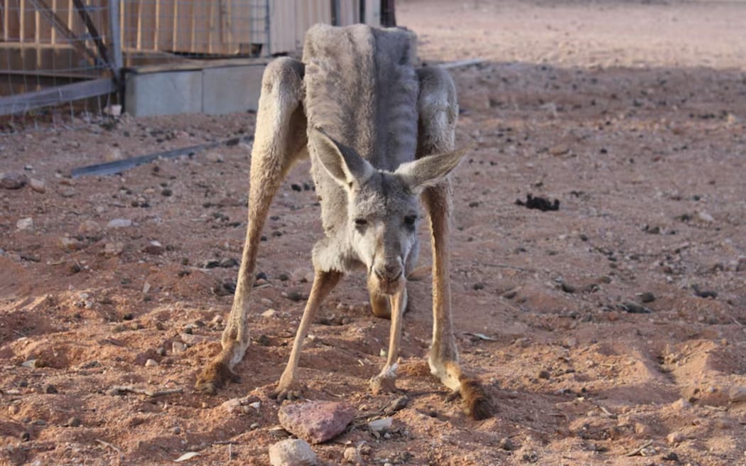 George Wilson says culling is necessary to protect the welfare of kangaroos.