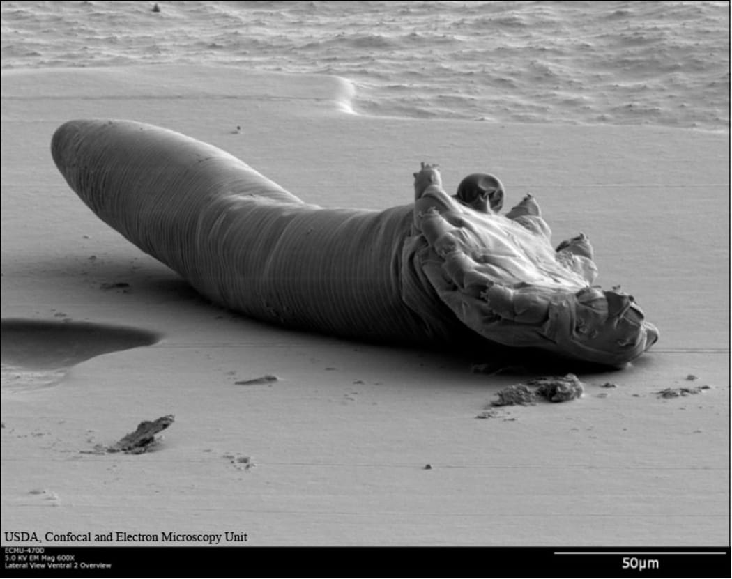 Face mite.