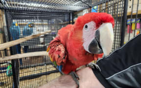 Scarlet Macaw at Bird Barn Pet Store