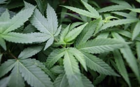 Medical Marijuana growing in LA