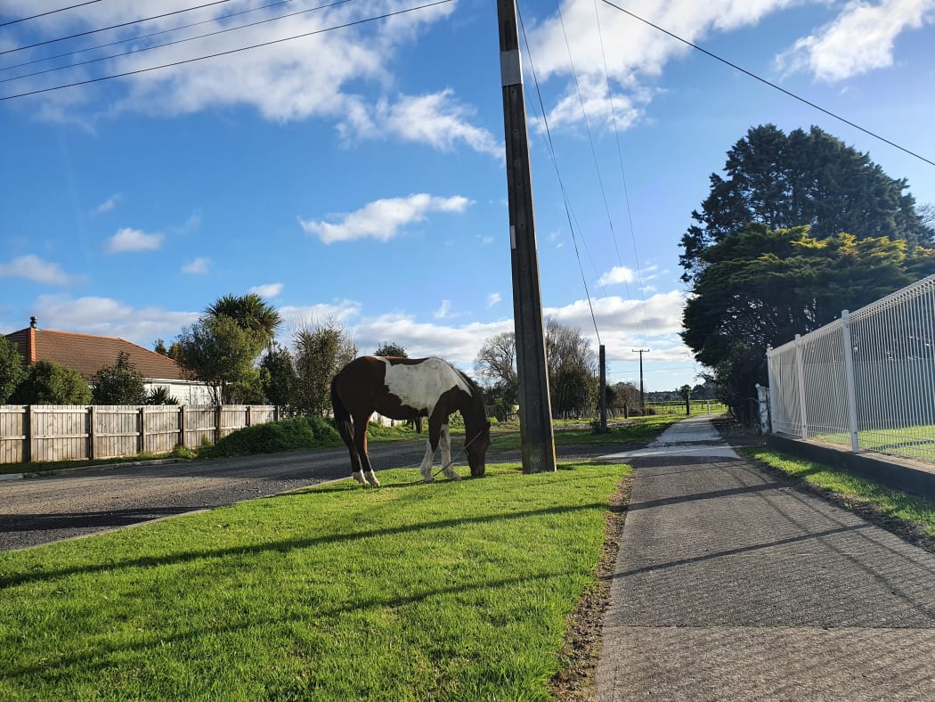 A horse roaming in Ōpōtiki.