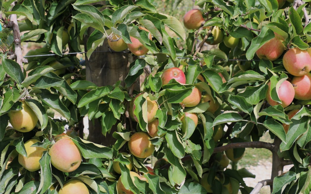 Kaahu Birdling and Jordan Popata Thomas Brothers Orchard