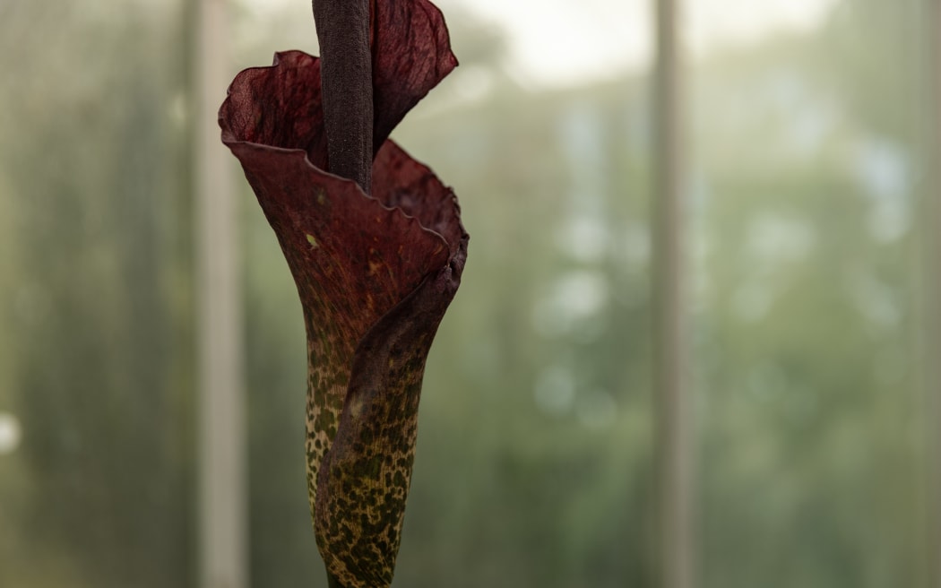 'Voodoo lilies' are once again stinking out Begonia House at Wellington's Botanic Garden.
