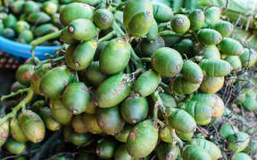 Betel palm nut fruit.