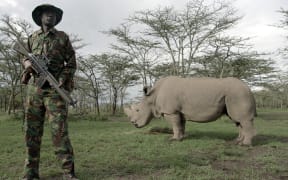 A soldier guards the last male white rhino in the world - they are "functionally" extinct - in the film Anthhropocene.